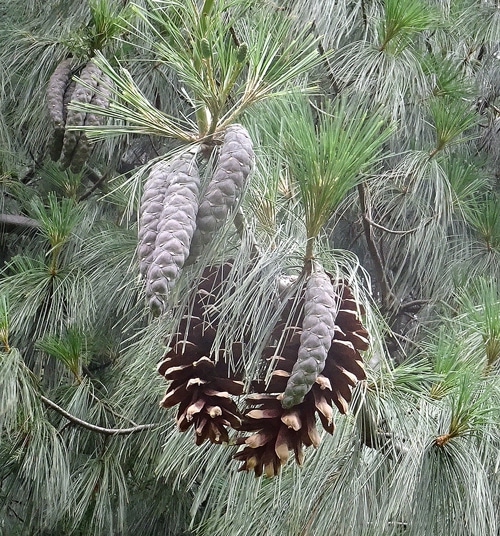 cônes de Pinus wallichiana