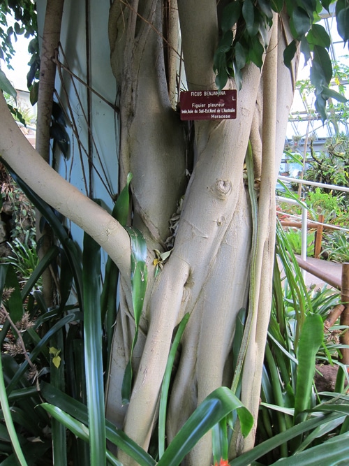 écorce Ficus benjamina