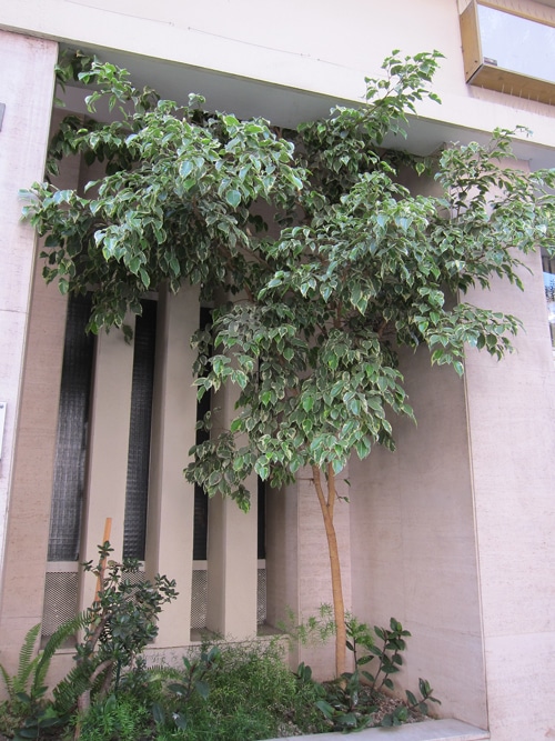 Ficus benjamina 'variegata'