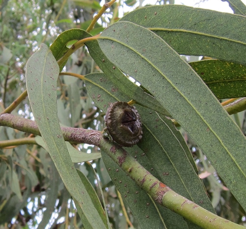fruit en capsule Eucalyptus globulus