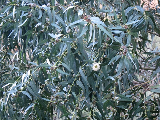fleurs et capsules Eucalyptus globulus