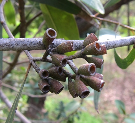 capsules Eucalyptus lansdowneana