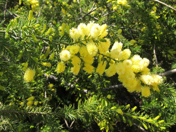 inflorescences Acacia verticillata