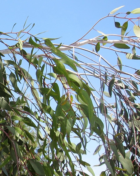 feuillage juvénile Eucalyptus caesia