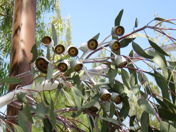 capsules Eucalyptus caesia