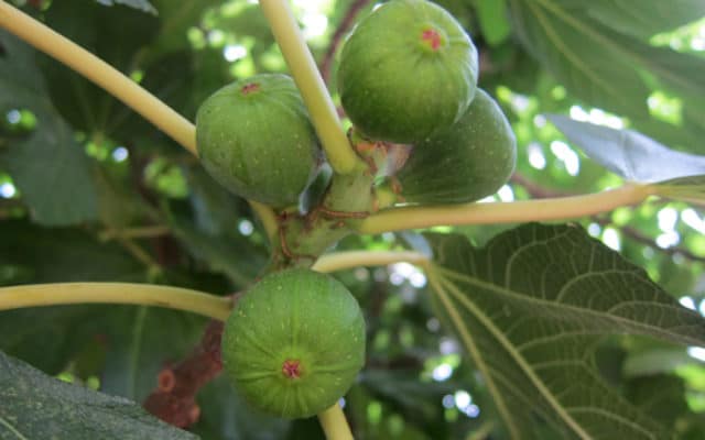 figues Ficus carica