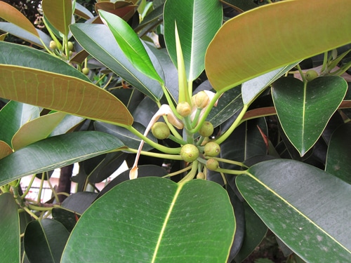 figues en formation Ficus macrophylla