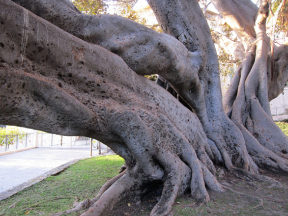 tronc du Ficus macrophylla