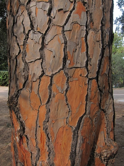 écorce Pinus pinea