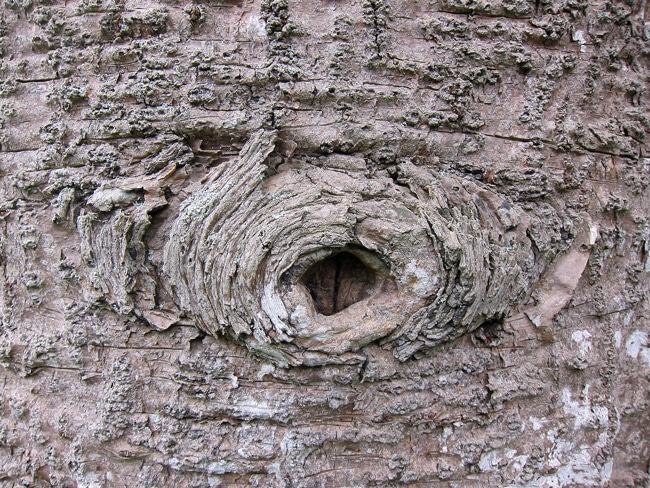 cicatrice branche de Bunya Pine