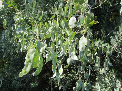 gousses Acacia podalyriifolia