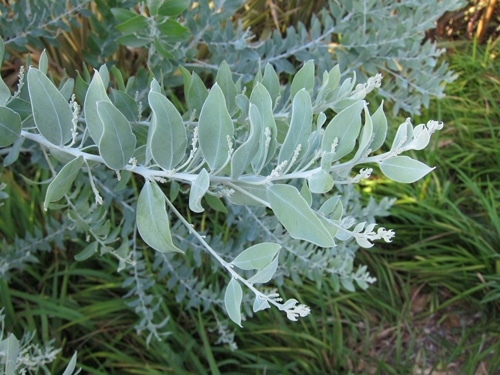feuillage et inflorescences en formation Acacia podalyriifolia