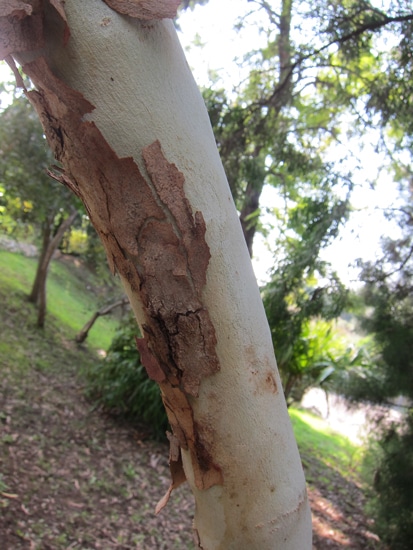 écorce Eucalyptus erythrocorys