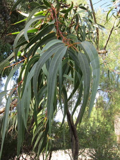 feuilles Eucalyptus erythrocorys