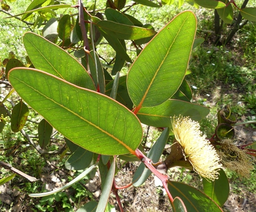 feuilles oblongues eucalyptus