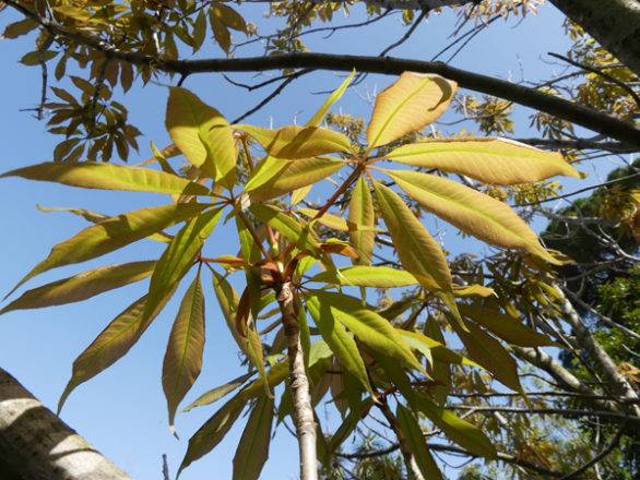 feuilles Aesculus indica