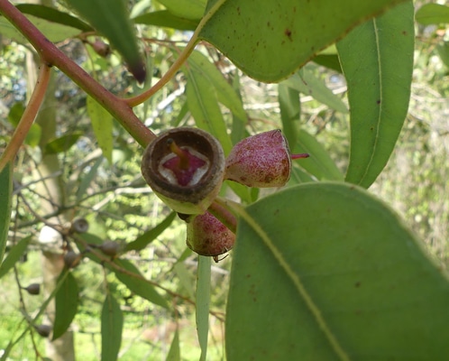 capsules Eucalyptus cosmophylla