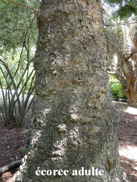 écorce adulte Araucaria angustifolia