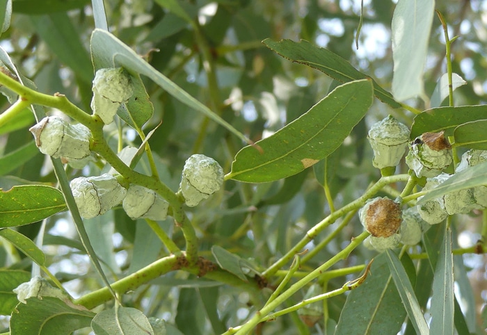 capsules Eucalyptus globulus