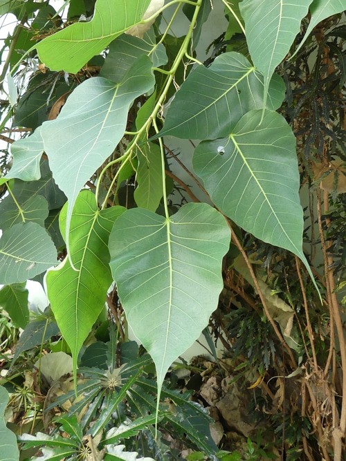 feuilles Ficus religiosa