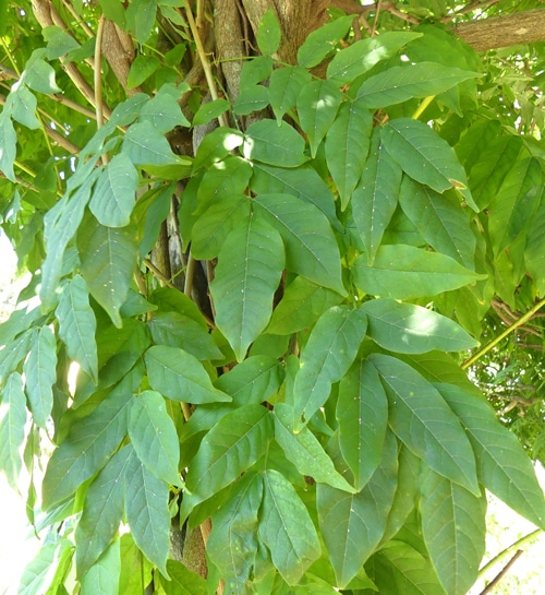 feuilles glycine