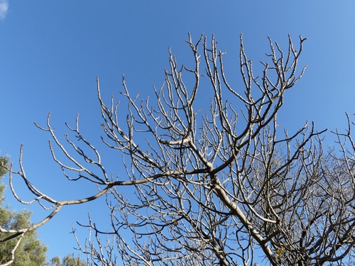 rameaux Ficus carica