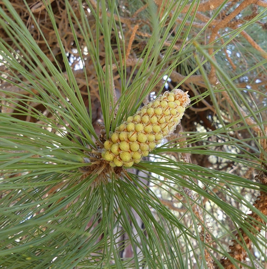 strobile Pinus canariensis