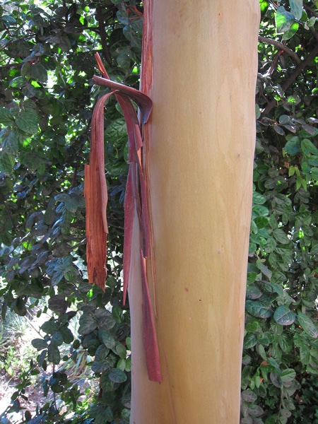 écorce Arbutus-canariensis-Serra-madone