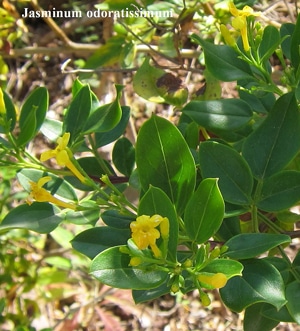 fleurs Jasminum odoratissimum