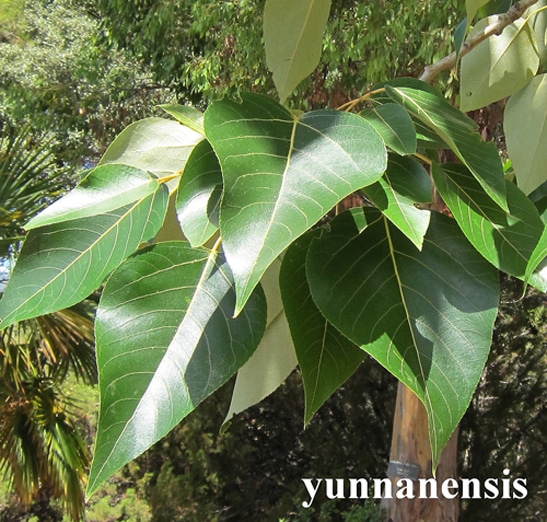feuilles Populus yunnanensis