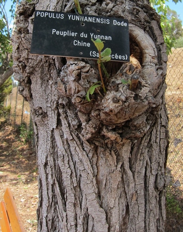écorce Populus yunnanensis