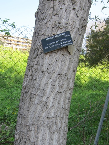 écorce Populus fremontii