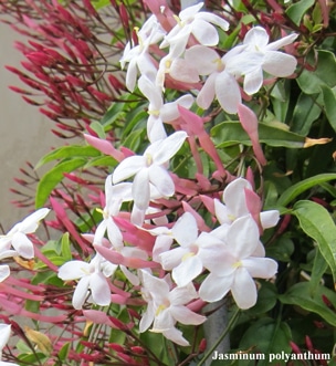 fleurs Jasminum polyanthum