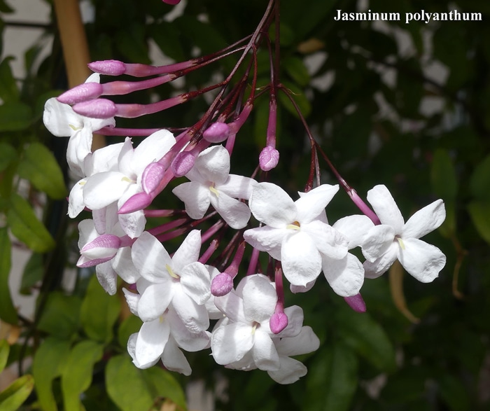 cymes ombellifères Jasminum polyanthum