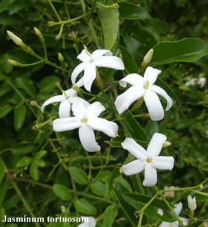 fleurs Jasminum tortuosum