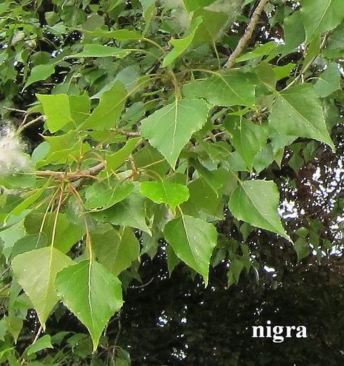 feuilles Populus nigra