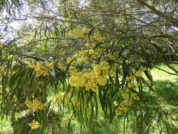 inflorescences Acacia leiophylla