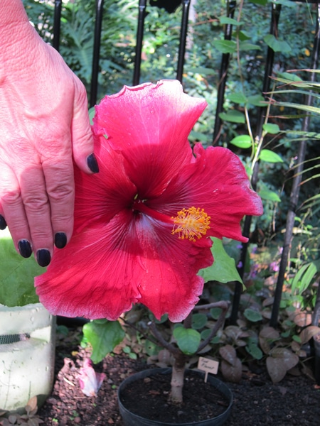 Hibiscus rosa-sinensis 'Red-planet'