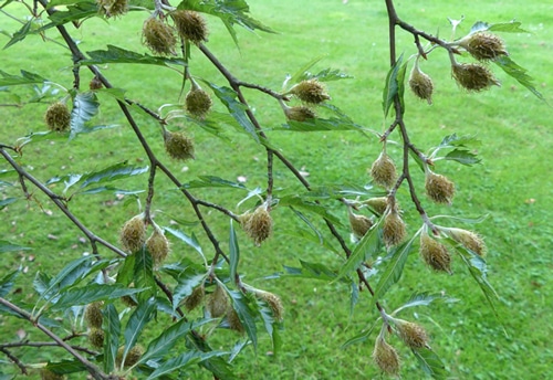 faînes Fagus sylvatica 'Asplenifolia'