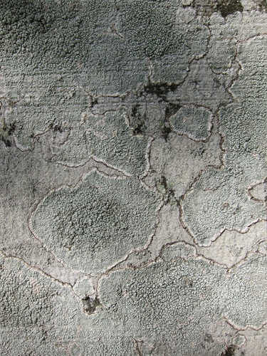 écorce recouverte de lichen Fagus sylvatica pendula