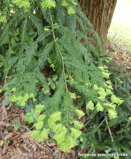 feuilles Sequoia sempervirens