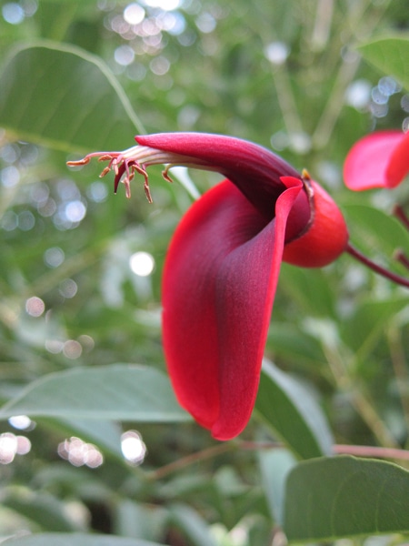 fleur rouge papilionacée
