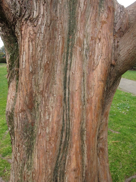 écorce Metasequoia