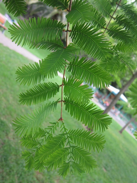 feuilles Metasequoia