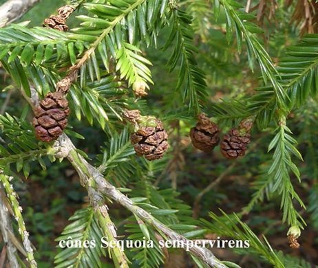 cônes Sequoia sempervirens