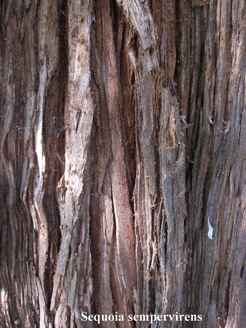 écorce Sequoia sempervirens
