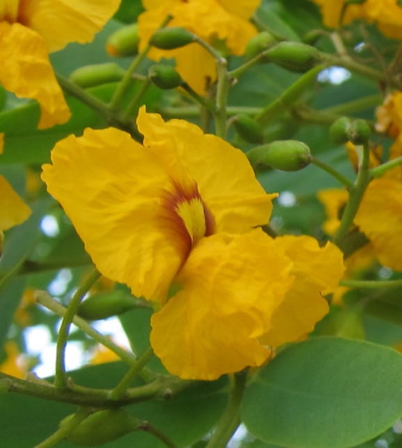 fleur de Tipuana tipu
