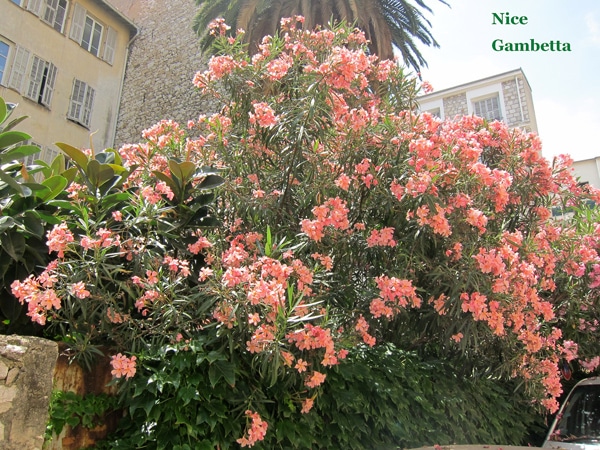 Laurier rose à Nice (06)