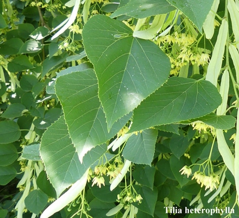 feuilles Tilia heterophylla