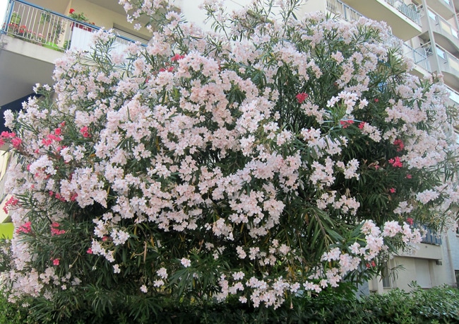 cultivar Nerium oleander